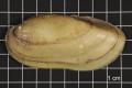 Specimen: Lampsilis teres, Specimen #264