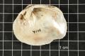 Thumbnail image of item number 2 in: 'Quadrula apiculata, Specimen #995'.