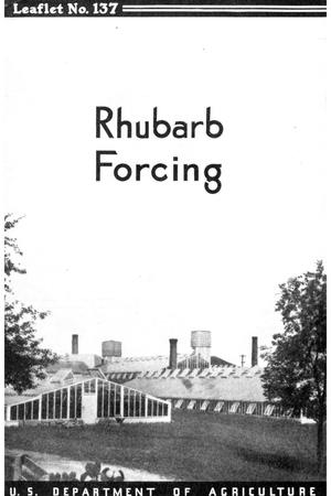 Rhubarb Forcing.