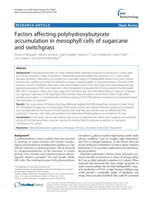 Factors affecting polyhydroxybutyrate accumulation in mesophyll cells of sugarcane and switchgrass