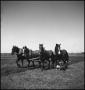 Photograph: [Four horses pulling a plowing device]