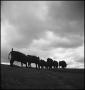 Photograph: [Cattle standing on a hill]