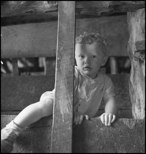 [Douglas and a wooden fence, 4]