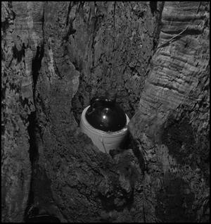 [Moonshine jug hidden in a tree stump, 3]