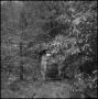 Photograph: [Barrels in a forest]