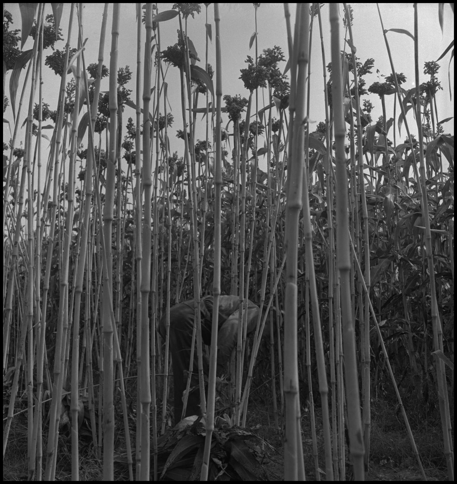[Man in sorghum cane field]
                                                
                                                    [Sequence #]: 1 of 1
                                                