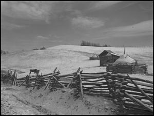 [Photograph of a cow pasture in the winter]