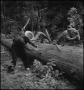 Photograph: [Photograph of two men sawing a felled tree]