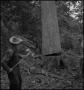 Photograph: [Photograph of two men cutting down a tree, 1]