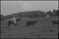 Photograph: [Photograph of a family on horseback herding cows]