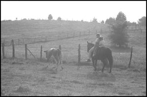 [Foggy photograph of a family on horseback herding their cow]