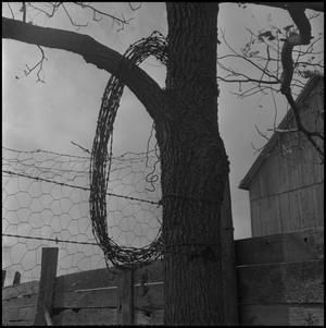 [Barbed wire on a tree]