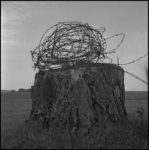 [Barbed wire coil on a tree stump, 3]