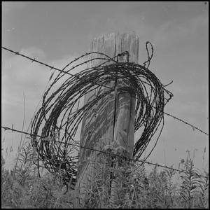 [Barbed wire coil hanging on fence post, 2]
