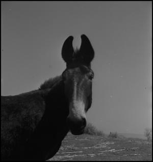 [Horse standing in the sun, 2]