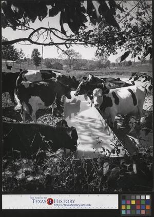 [Cows at feed trough in Lynchburg Tennessee]
