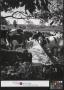 Photograph: [Cows at feed trough in Lynchburg Tennessee]