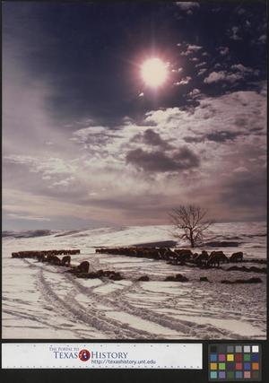 [Cattle & Fields on a Winter Day]