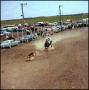 Photograph: [Cowboy roping calf]
