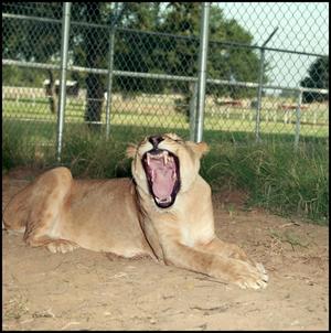[Lioness showing teeth]