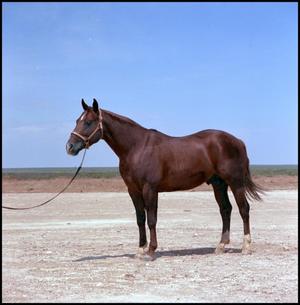 [Photograph of a brown horse]