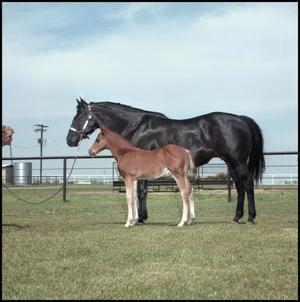 [Sugs Gay Lady and foal]