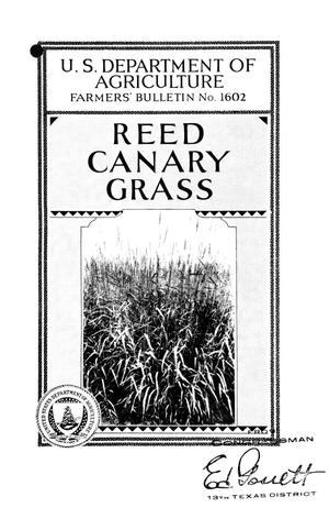 Reed canary grass.