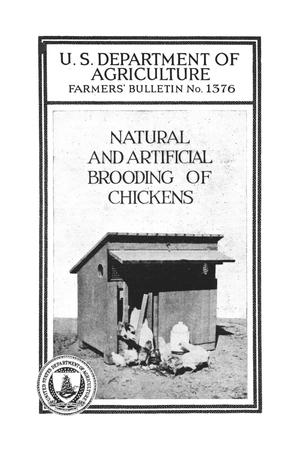Natural and artificial brooding of chickens.