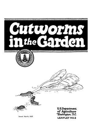 Cutworms in the Garden.