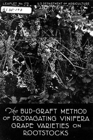 The Bud-Graft Method of Propagating Vinifera Grape Varieties on Rootstocks.