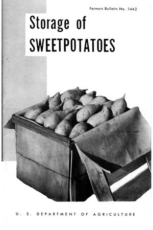 Storage of sweetpotatoes.