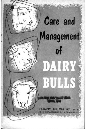 Care and management of dairy bulls.