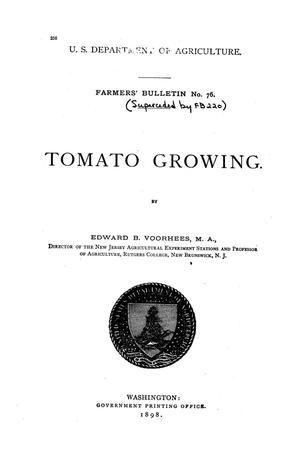 Tomato growing.