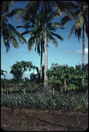 Three crops - papayas, pineapple, coconuts - one grove
