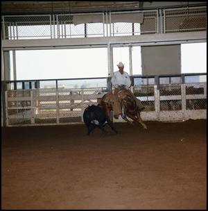 [Front view of tan horse at Cauble Ranch cutting event]
