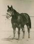 Photograph: [Horse viewed from front]