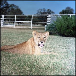 [Lioness Panting in Grass]