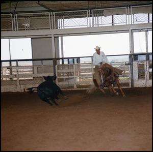 Primary view of object titled '[Tan horse at Cauble Ranch cutting event]'.