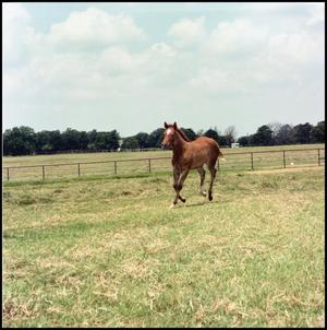 [Young Foal Trotting on the Manion Ranch]