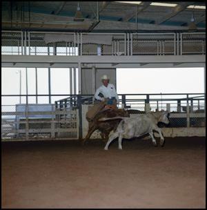 [Calf leaping during Cauble ranch cutting event]