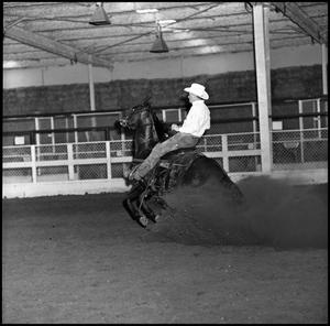 [Cowboy in cutting practice with horse]