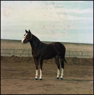 [Portrait of horse, Odessa]