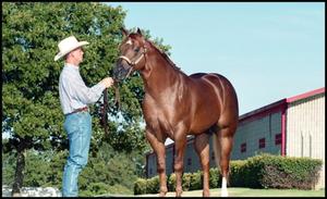 [Man and a Horse at Reata Ranch]