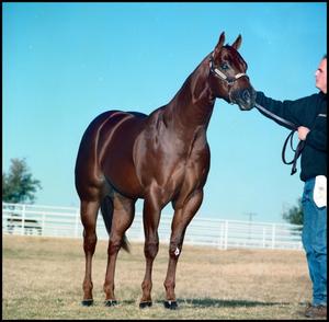 [Jerry Vawter with a Horse]