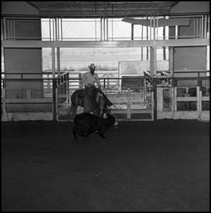 [Cowboy in cutting practice at Cutter Bill Arena]