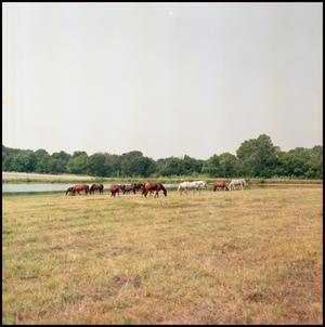 [Several Horses on a Field]