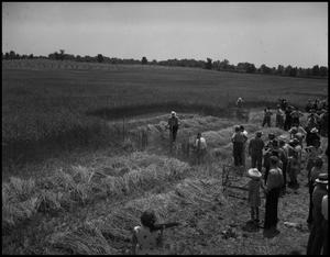 Primary view of object titled '[Crowd of people watching two men scythe down wheat]'.