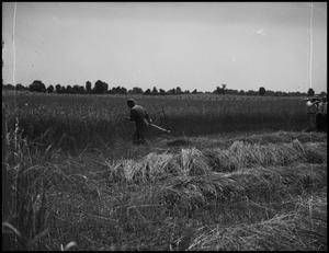 [Man carrying a scythe in a field of wheat]