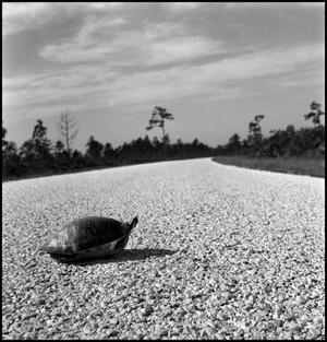 [A turtle crossing the road]