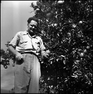 [Joe Clark picking fruit, 7]